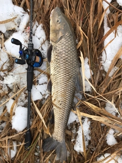 ニゴイの釣果