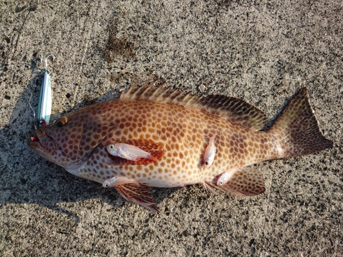 オオモンハタの釣果