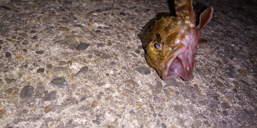 カサゴの釣果