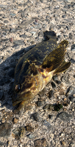 タケノコメバルの釣果