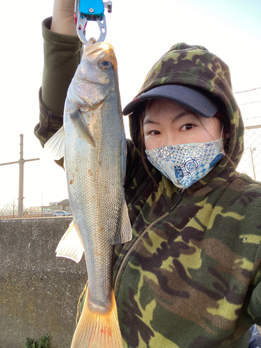 フッコ（マルスズキ）の釣果