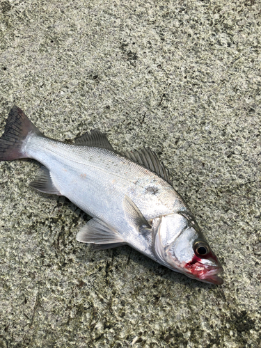 ヒラスズキの釣果