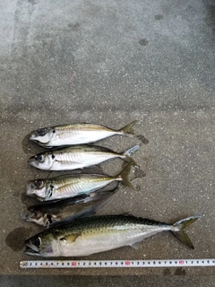 サバの釣果