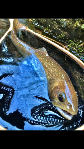 イワナの釣果