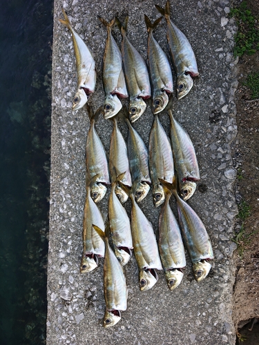 アジの釣果