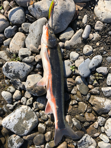 マルタウグイの釣果