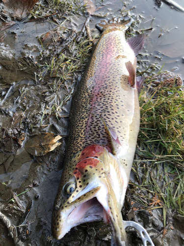 ニジマスの釣果