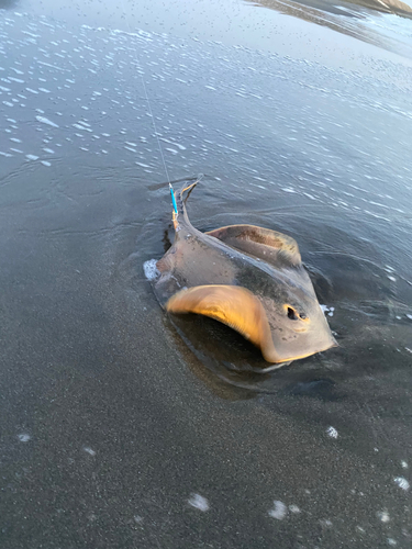 アカエイの釣果