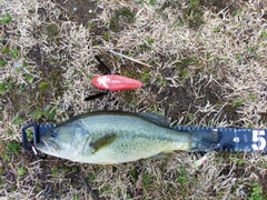 ブラックバスの釣果