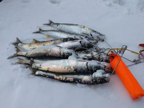 ニシンの釣果