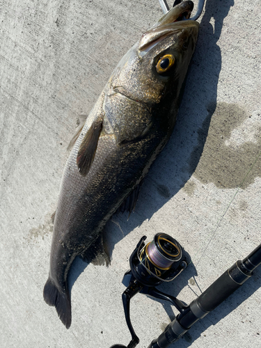 スズキの釣果