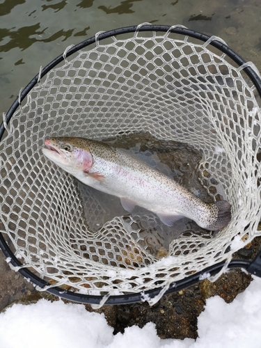 ニジマスの釣果