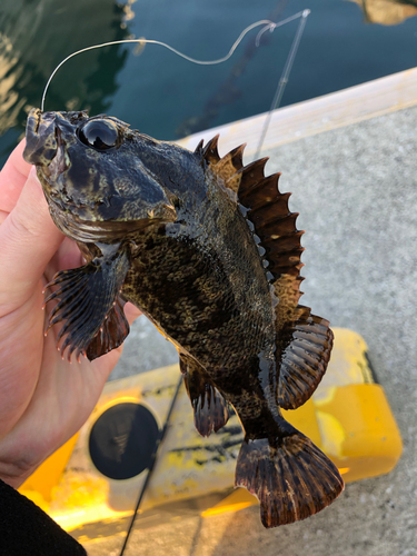 ムラソイの釣果