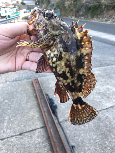 カサゴの釣果