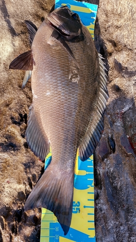 メジナの釣果