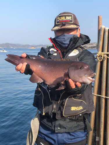 カンダイの釣果