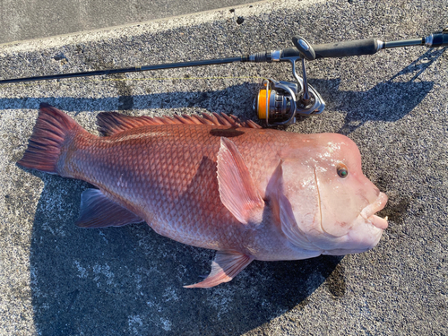 釣果