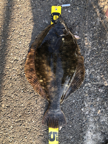 カレイの釣果