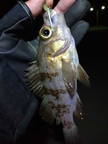 メバルの釣果