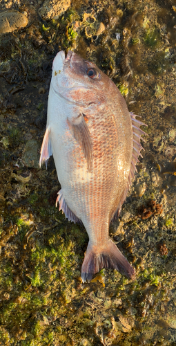 タイの釣果