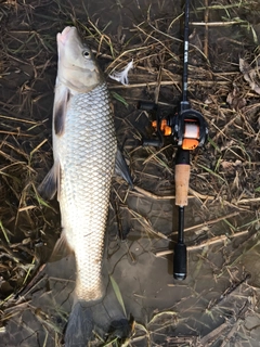 ニゴイの釣果