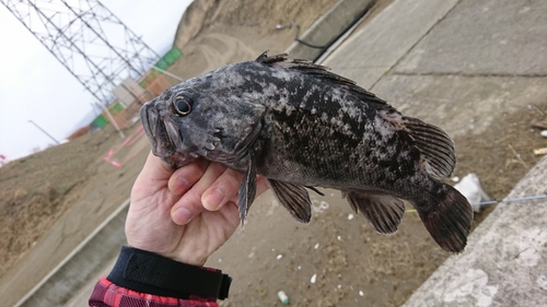 ソイの釣果