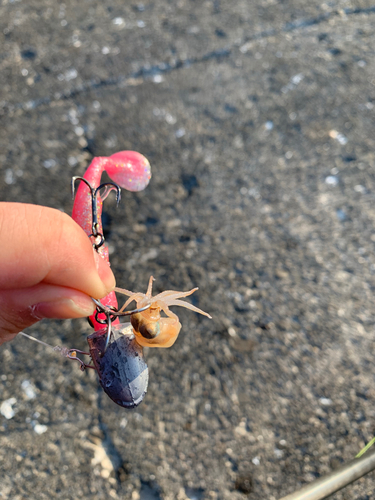 タコの釣果