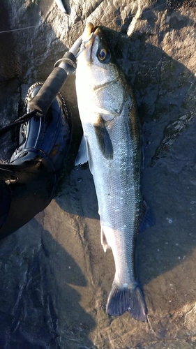 マルスズキの釣果