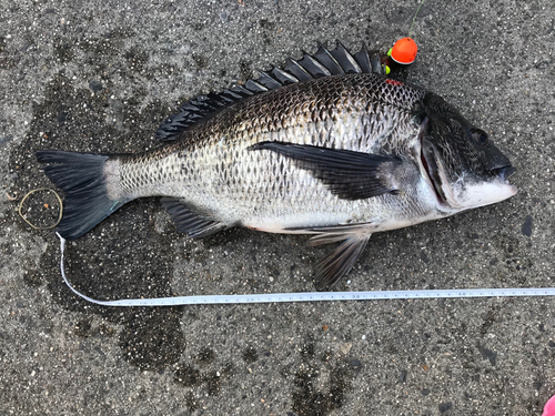 クロダイの釣果