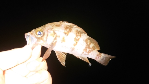 メバルの釣果