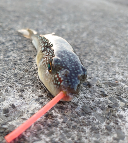 クサフグの釣果