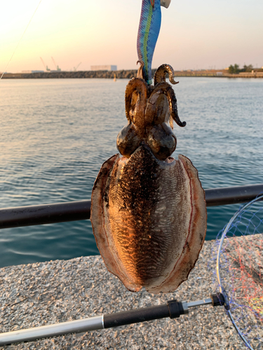 コウイカの釣果