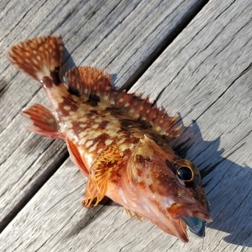 カサゴの釣果