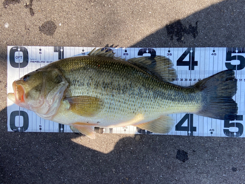 ブラックバスの釣果