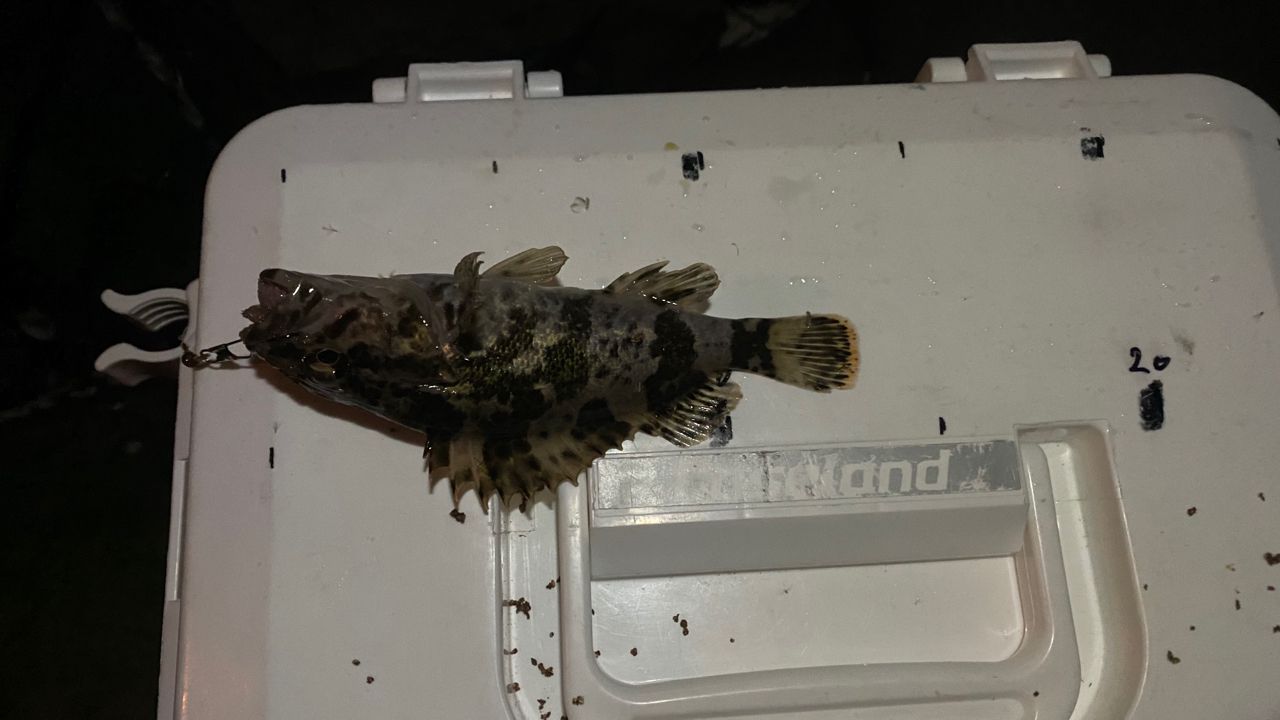 タケノコメバル