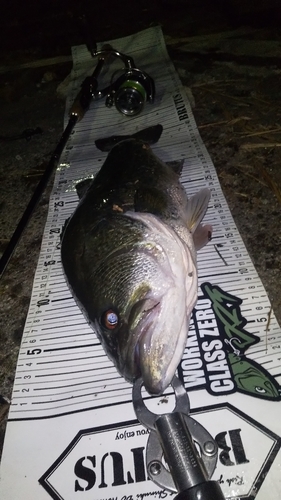 ブラックバスの釣果