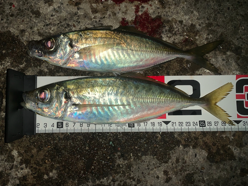 アジの釣果