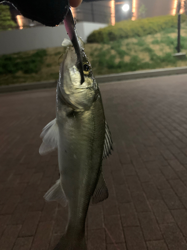 セイゴ（マルスズキ）の釣果