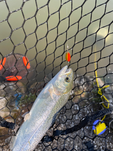 レインボートラウトの釣果