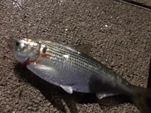 コノシロの釣果