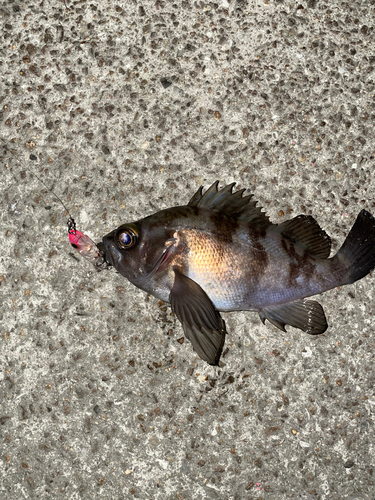 メバルの釣果