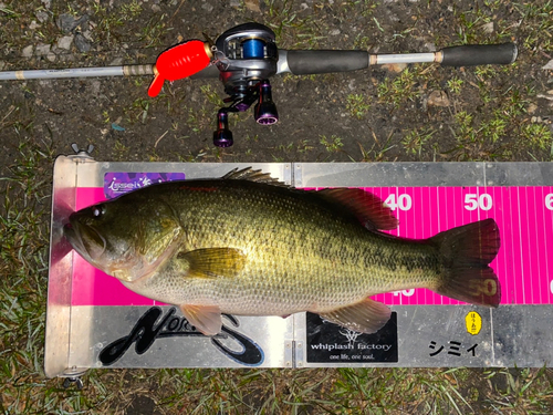 ブラックバスの釣果