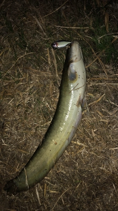 ナマズの釣果