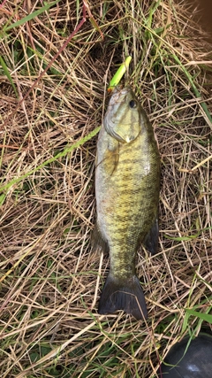 スモールマウスバスの釣果