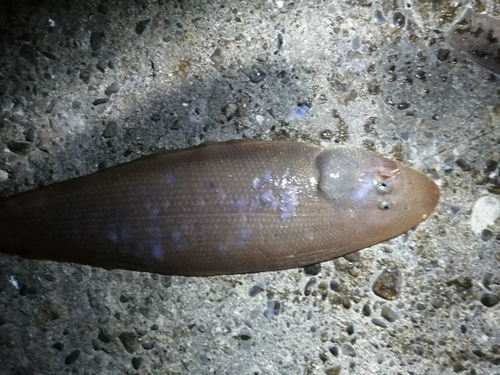 シタビラメの釣果