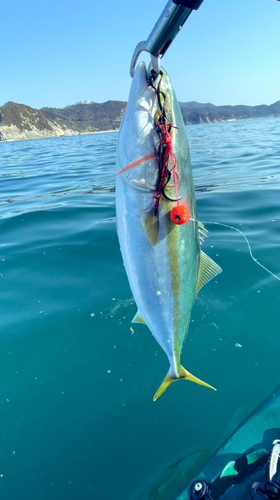 ハマチの釣果