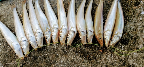 キスの釣果