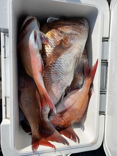 マダイの釣果