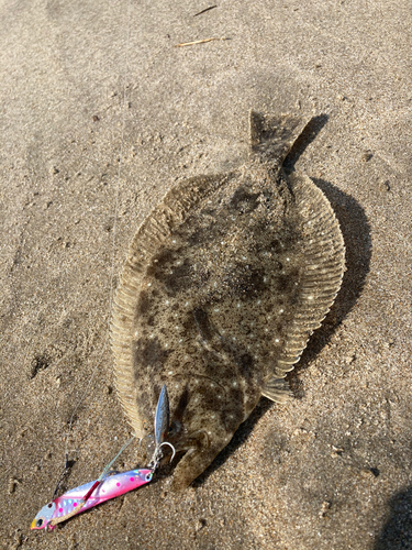 ヒラメの釣果