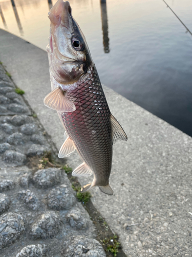 ニゴイの釣果